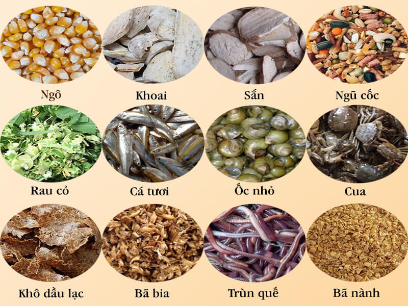 Chọn thức ăn chăn nuôi heo đúng cách
