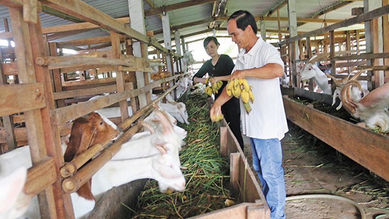 thời hạn sử dụng thức ăn chăn nuôi