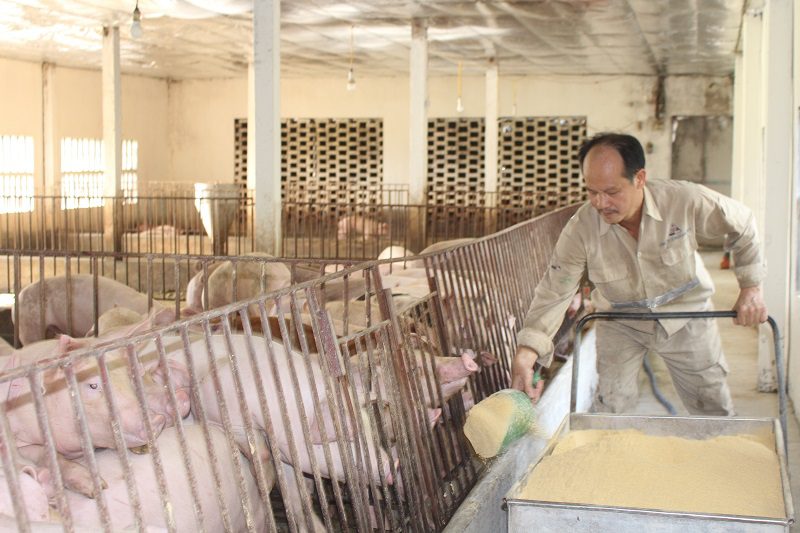 thức ăn chăn nuôi hữu cơ