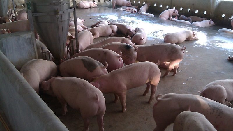 thời hạn sử dụng thức ăn chăn nuôi