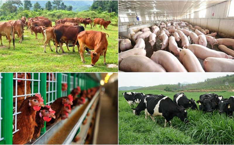 tác dụng của thức ăn chăn nuôi