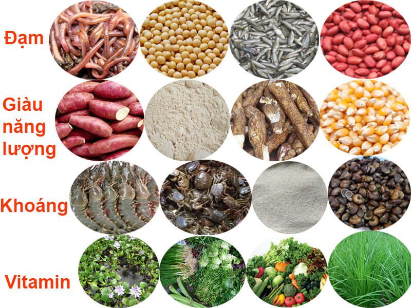 Chế độ dinh dưỡng cho heo