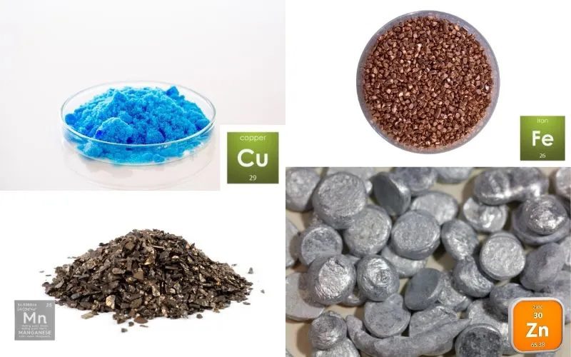 khoáng chất hữu cơ trong thức ăn chăn nuôi