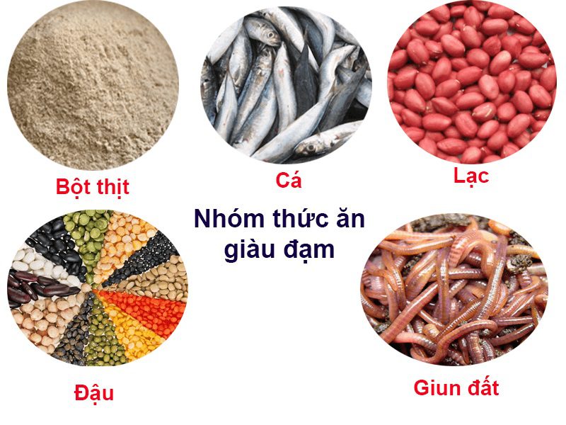 Chế độ dinh dưỡng cho heo