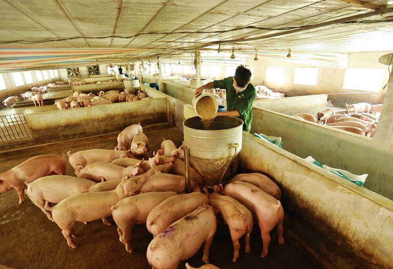lưu ý khi trộn thức ăn chăn nuôi