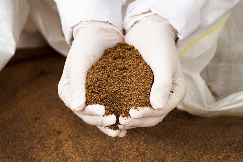 bột cá trong thức ăn chăn nuôi