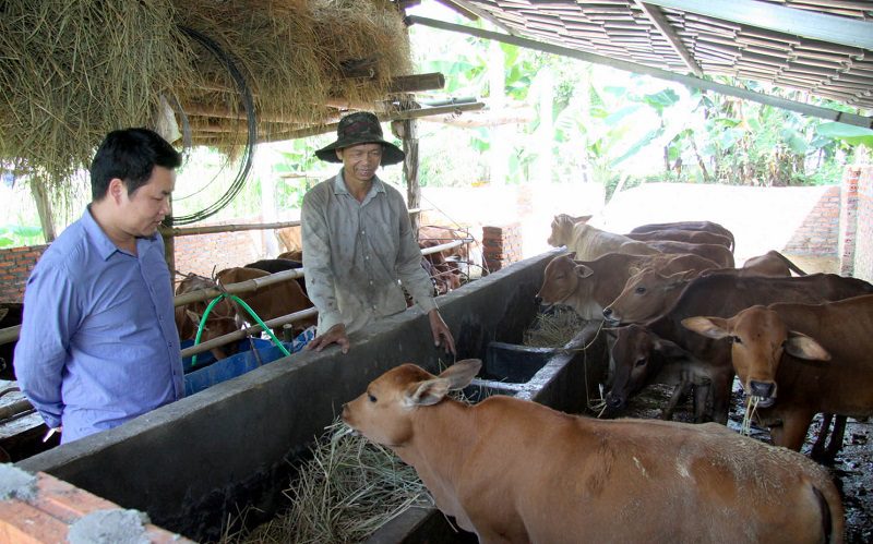 chẩn đoán thiếu hụt khoáng chất động vật