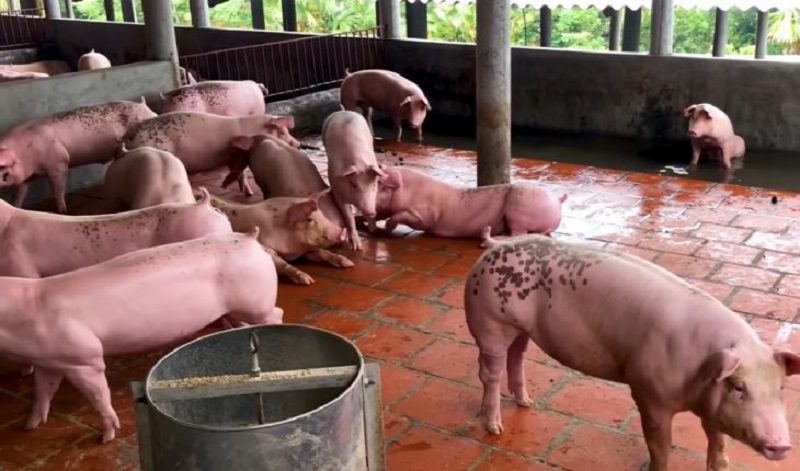 chăn nuôi lợn vỗ béo