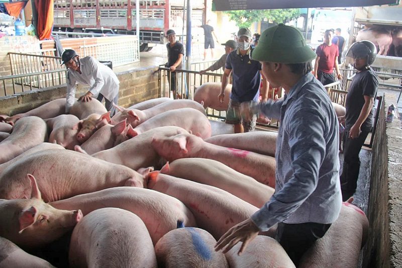oxi kẽm cao trong thức ăn chăn nuôi