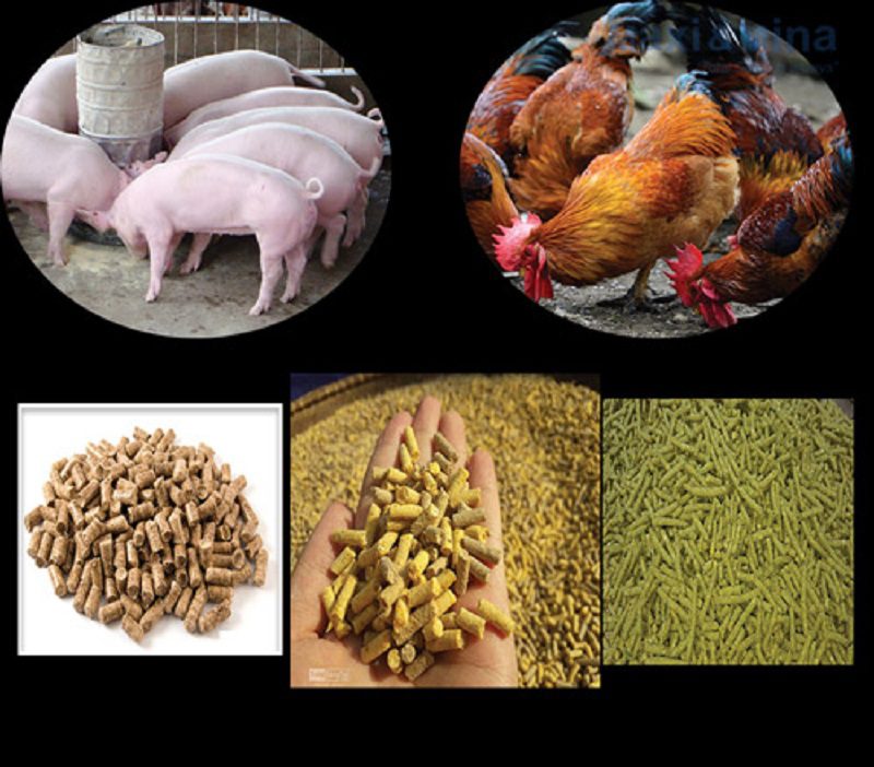 quá trình chuyển đổi thức ăn