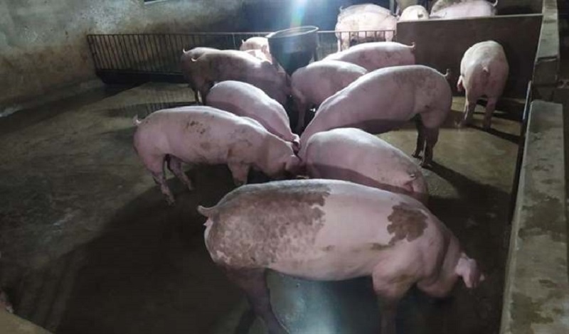 nuôi heo nạc siêu thịt