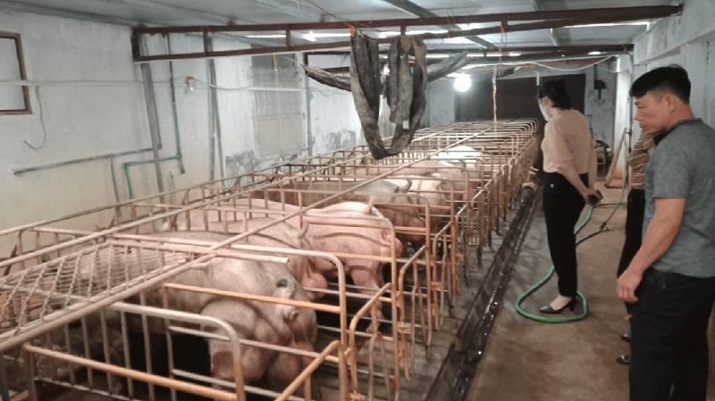 chăn nuôi heo đực giống