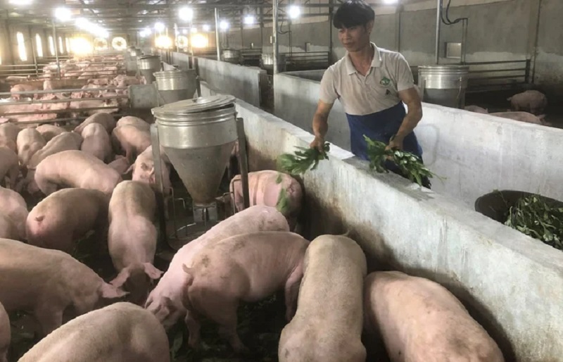 thảo dược trong thức ăn chăn nuôi heo