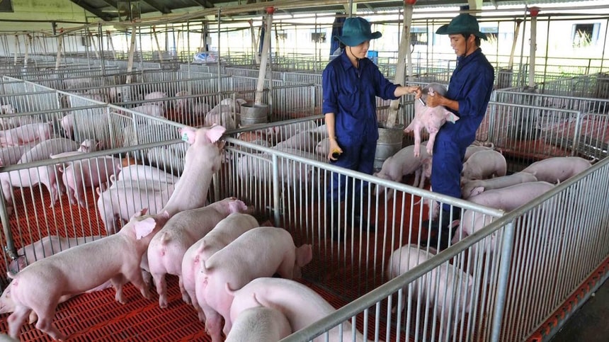 Phòng chống bệnh cho heo thời điểm giao mùa