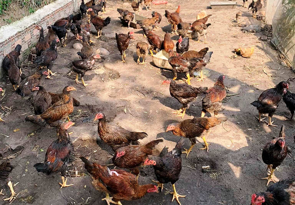mô hình chăn nuôi ít đất