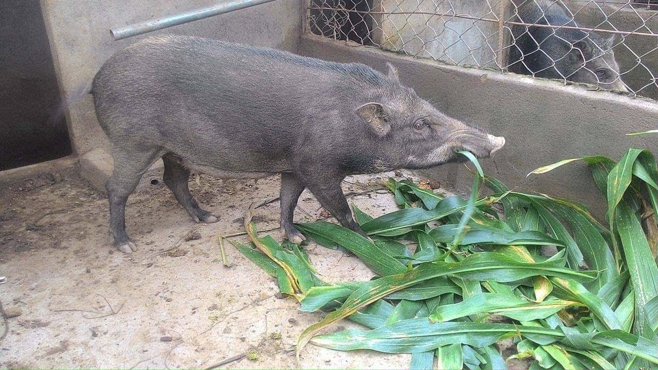 Chế biến thức ăn cho lợn rừng