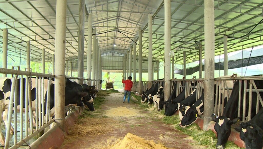 Mô hình chăn nuôi kết hợp biogas