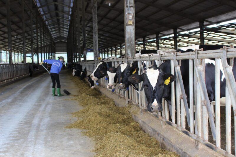 Giải pháp phát triển chăn nuôi tuần hoàn