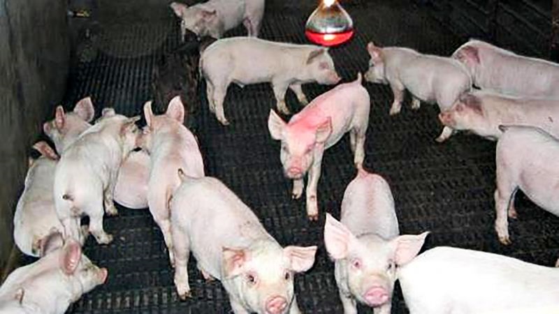 Tỉ lệ heo còi cọc và tỷ lệ chết