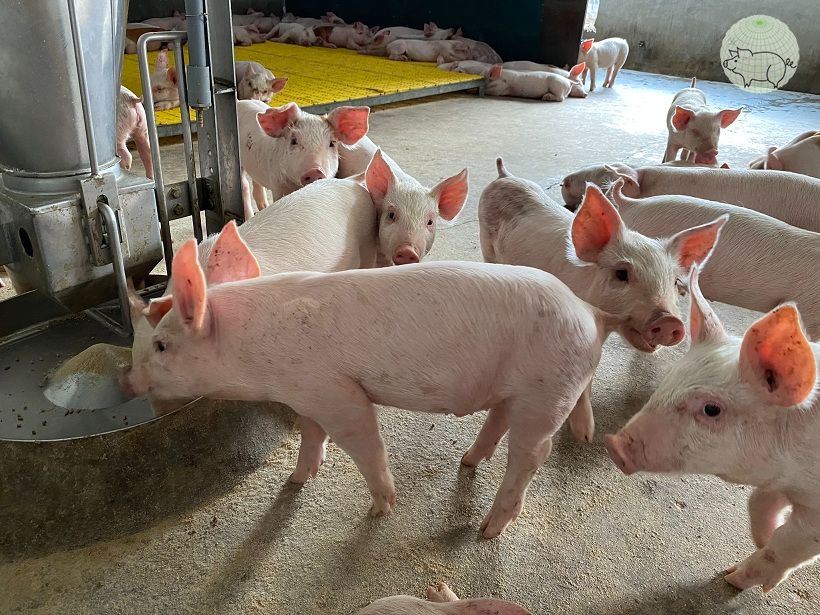 Lợn 3 máu là gì?