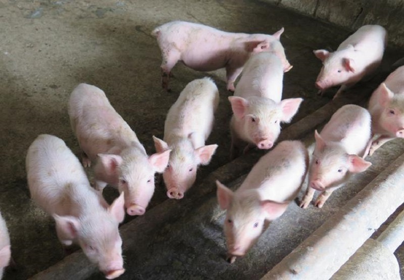 Ưu điểm của giống lợn 3 máu