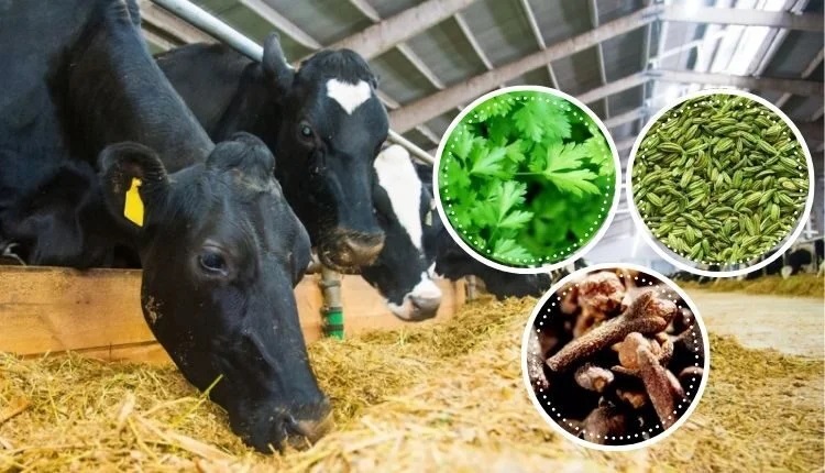 Phụ gia thảo dược chăn nuôi