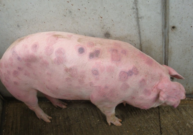 Bệnh đóng dấu lợn
