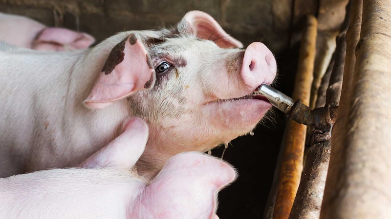 Cách sử dụng thuốc thú y an toàn và hiệu quả