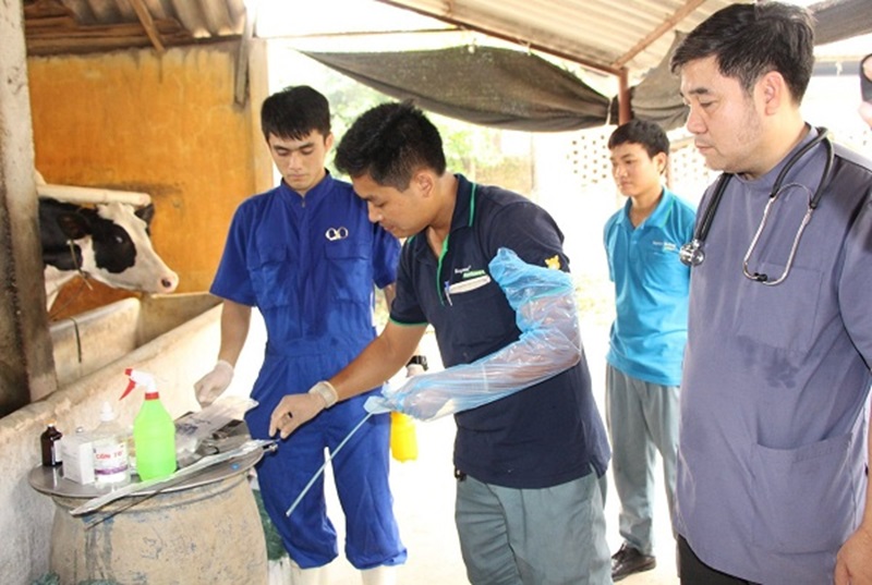 Lợi ích của công nghệ cấy truyền phôi trong chăn nuôi