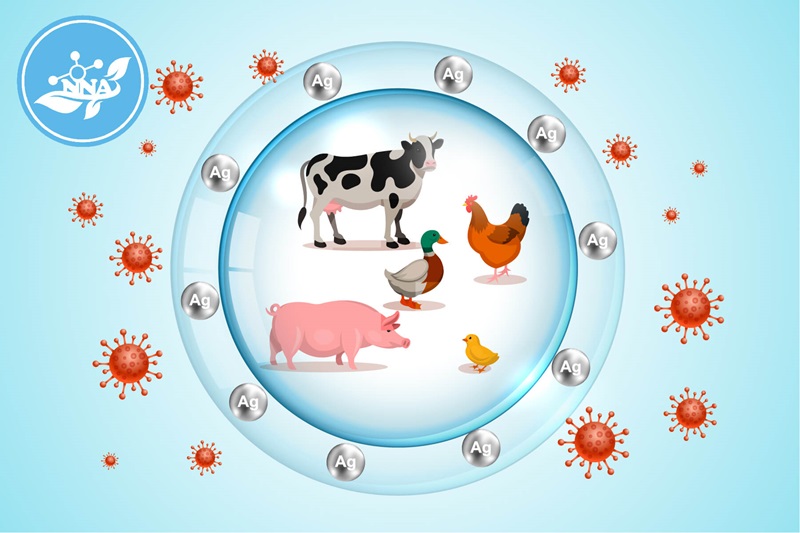 Quy trình ứng dụng công nghệ nano trong thức ăn chăn nuôi