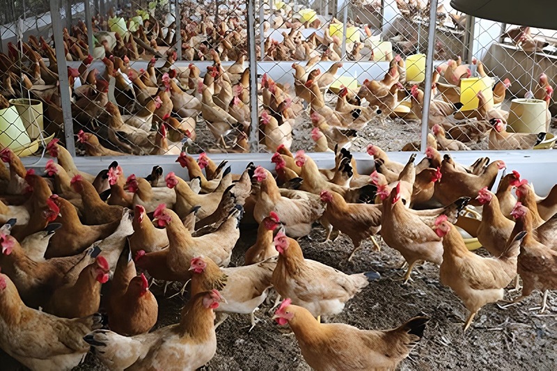 Mô hình nuôi gà ri vàng rơm phổ biến