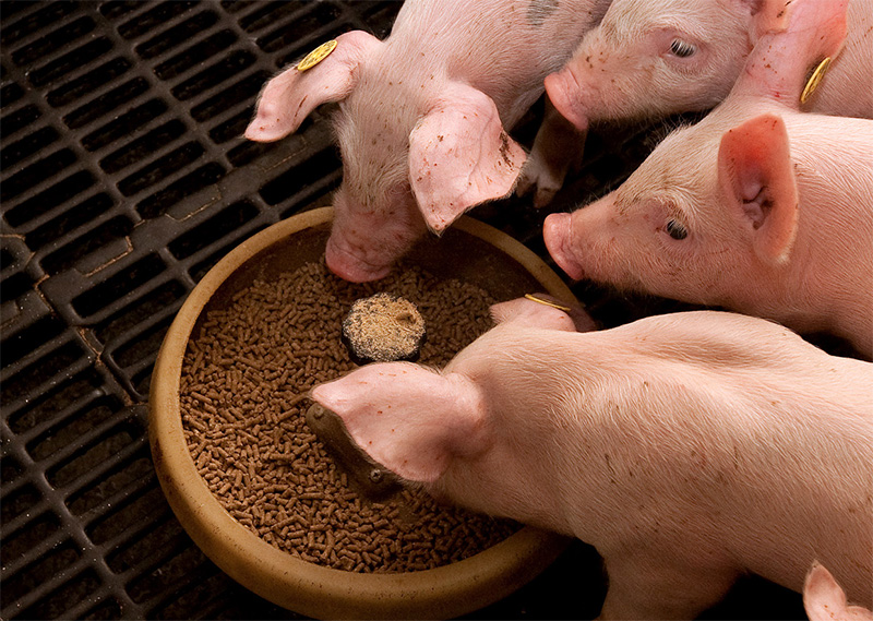 Quản lý rủi ro từ thức ăn và dinh dưỡng