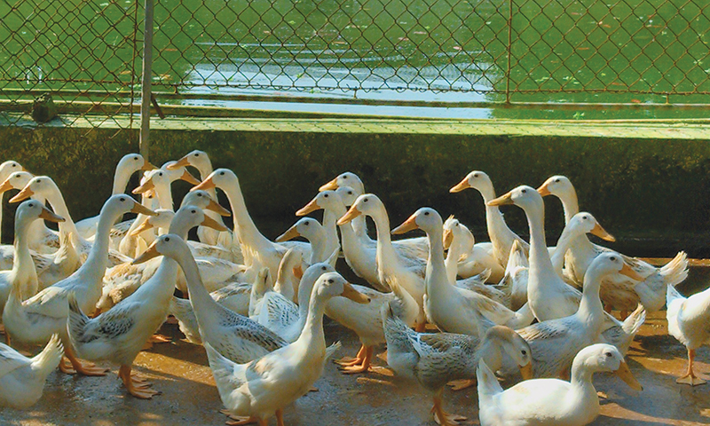 8 mô hình chăn nuôi đạt hiệu quả cao