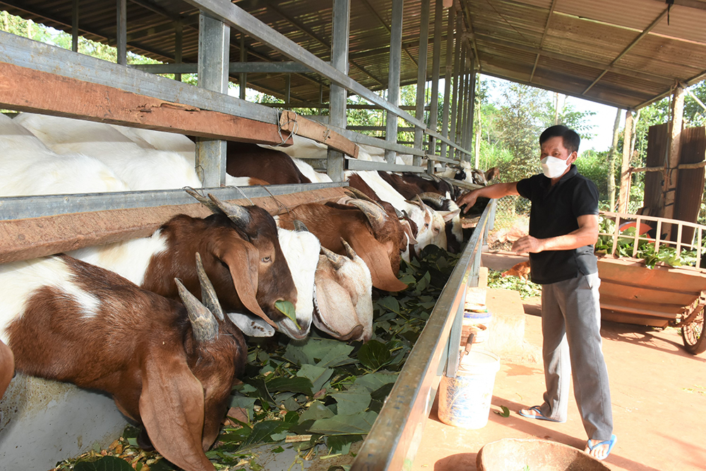 8 mô hình chăn nuôi đạt hiệu quả cao