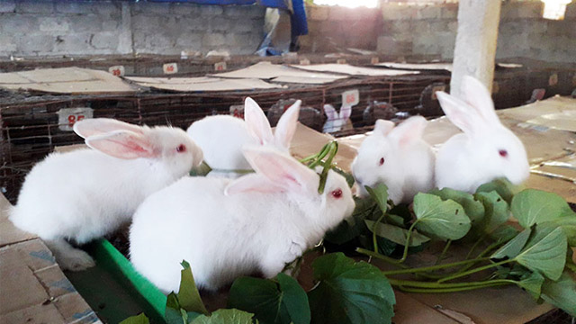 8 mô hình chăn nuôi đạt hiệu quả cao