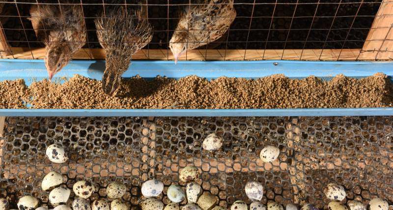 8 mô hình chăn nuôi đạt hiệu quả cao