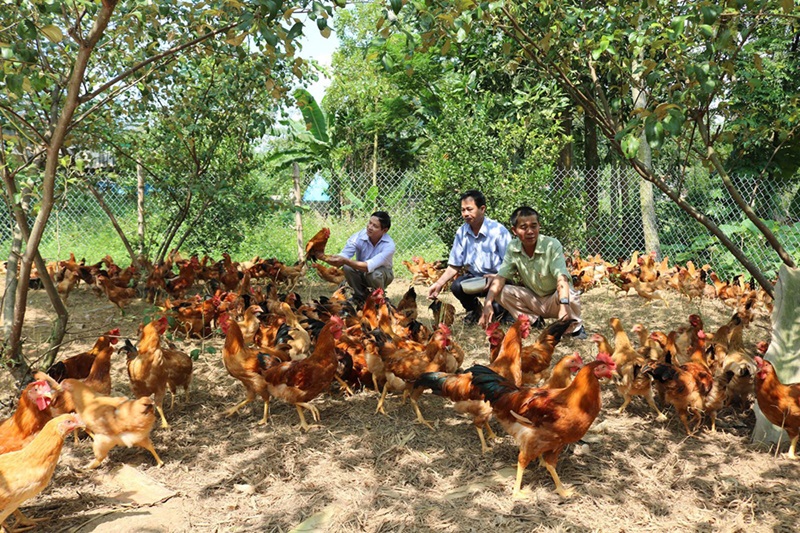 Tìm hiểu các mô hình chăn nuôi ít vốn đạt hiệu quả cao