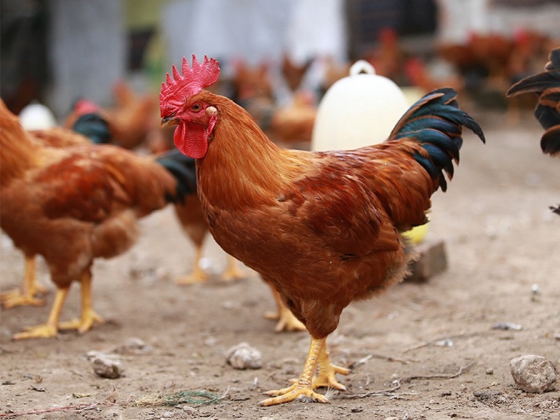 Ưu điểm của mô hình nuôi gà thả vườn