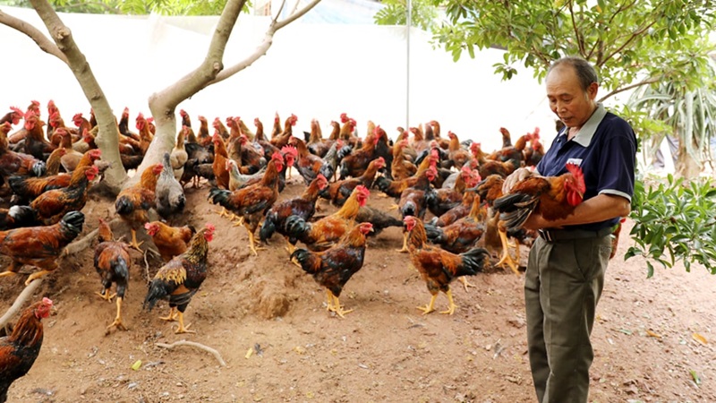 Kỹ thuật chăm sóc gà thả vườn theo từng giai đoạn