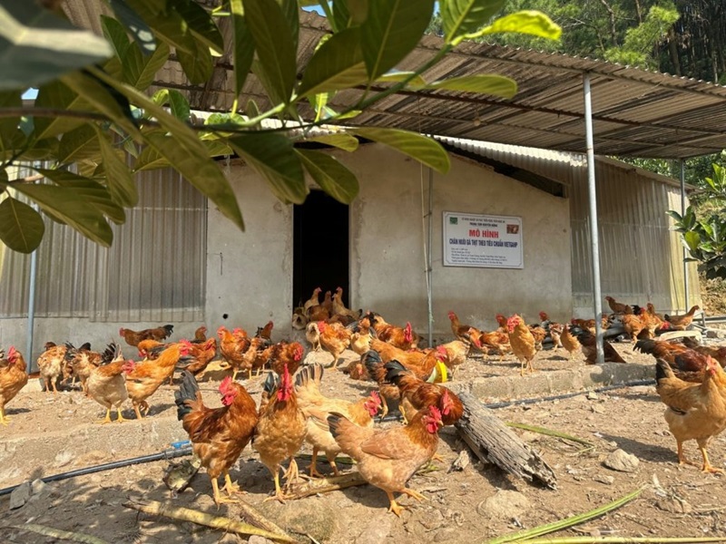 Tìm hiểu mô hình nuôi gà thả vườn đạt năng suất cao