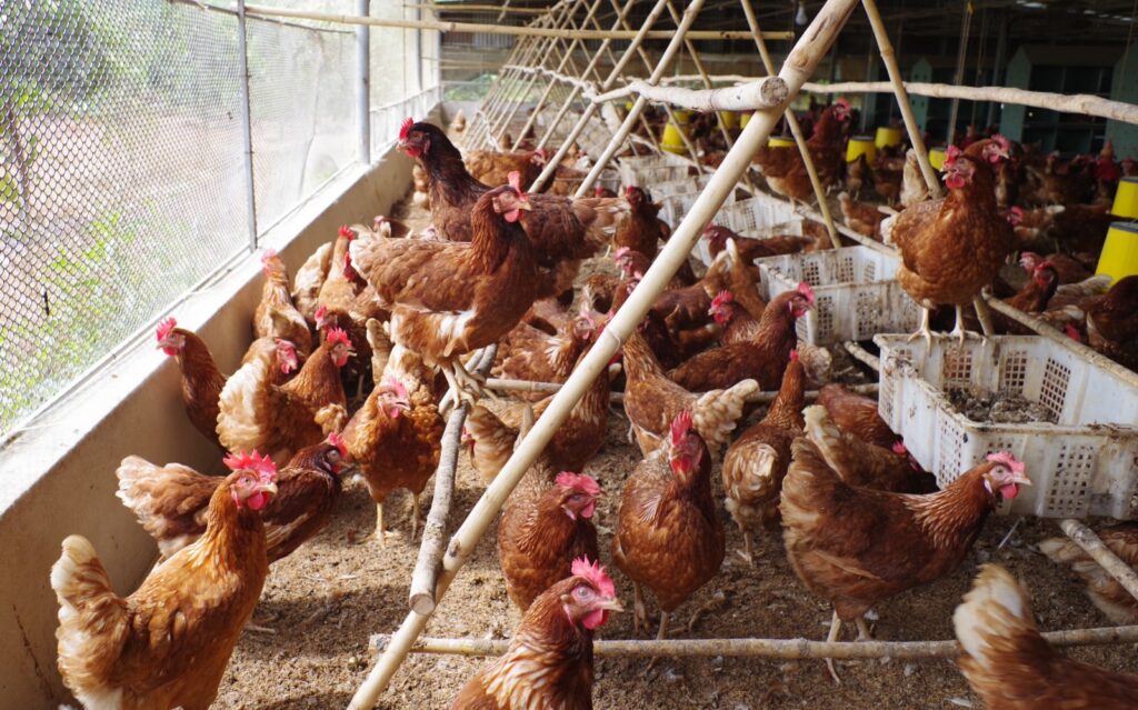 Xây dựng chiến lược chăn nuôi phù hợp quy mô