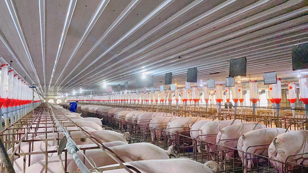 Thiết kế chuồng trại đơn giản nhưng đúng kỹ thuật