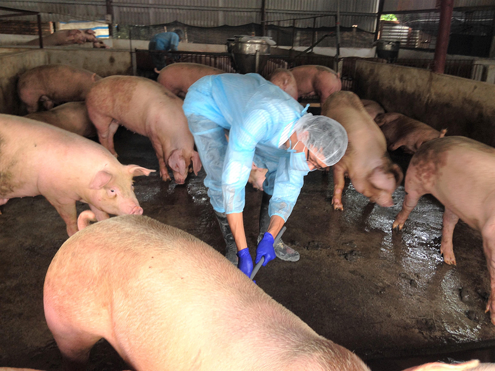 Thực trạng sử dụng kháng sinh trong chăn nuôi