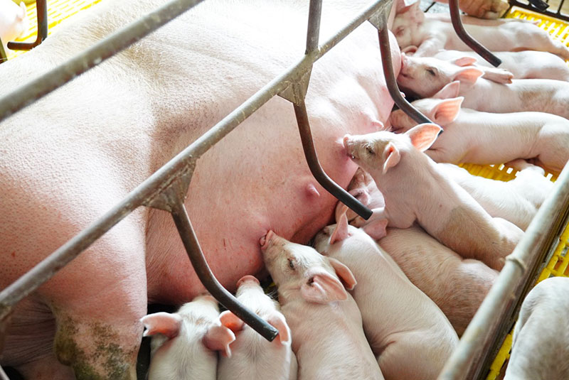 Hiểu đúng về hiện tượng lợn đẻ chậm, đẻ khó