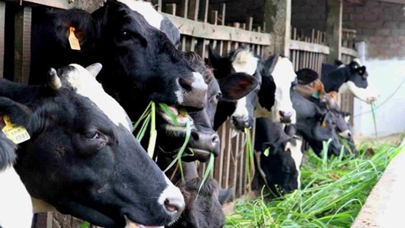 Tìm hiểu chế độ dinh dưỡng bò sữa đạt năng suất cao