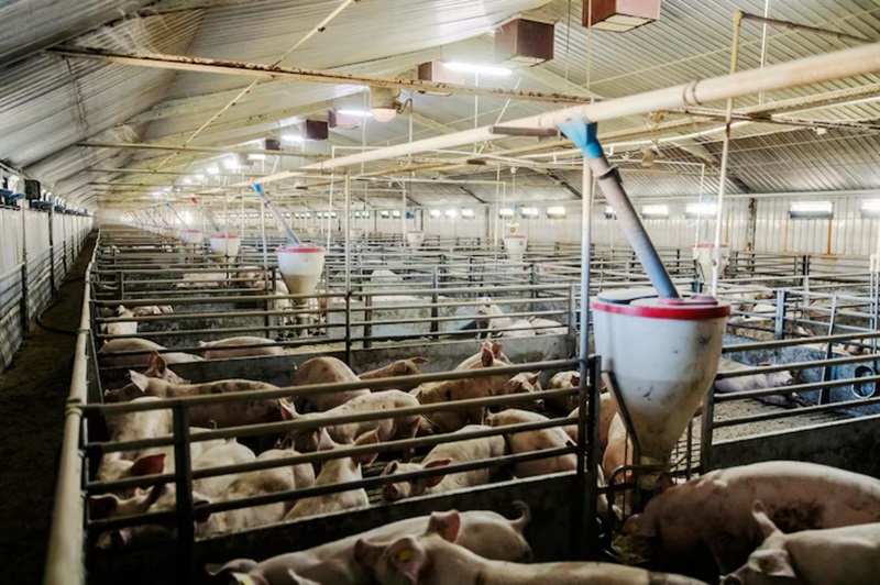 Mô hình nuôi heo thịt quy mô nhỏ tại hộ gia đình