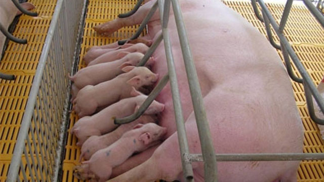 Những lưu ý quan trọng khi phối giống lợn