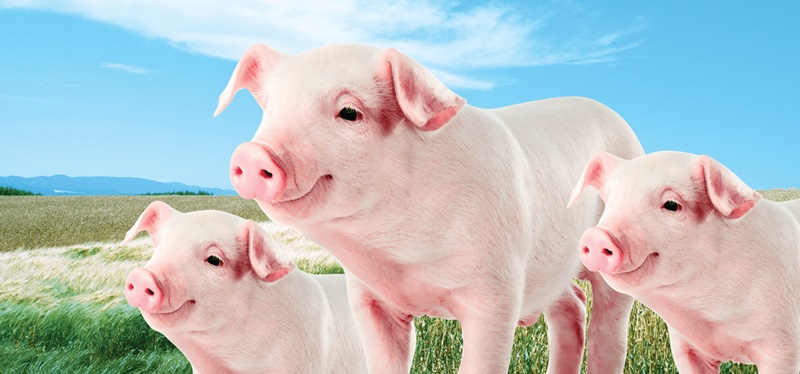 Những điều cần biết về 3 cách phối giống lợn tốt nhất hiện nay