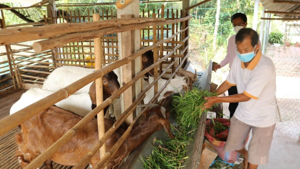 Tìm hiểu vay vốn chăn nuôi là gì?