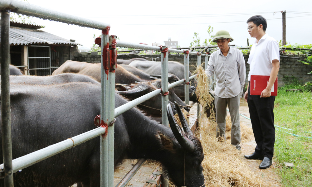 Rủi ro tiềm ẩn khi vay vốn chăn nuôi